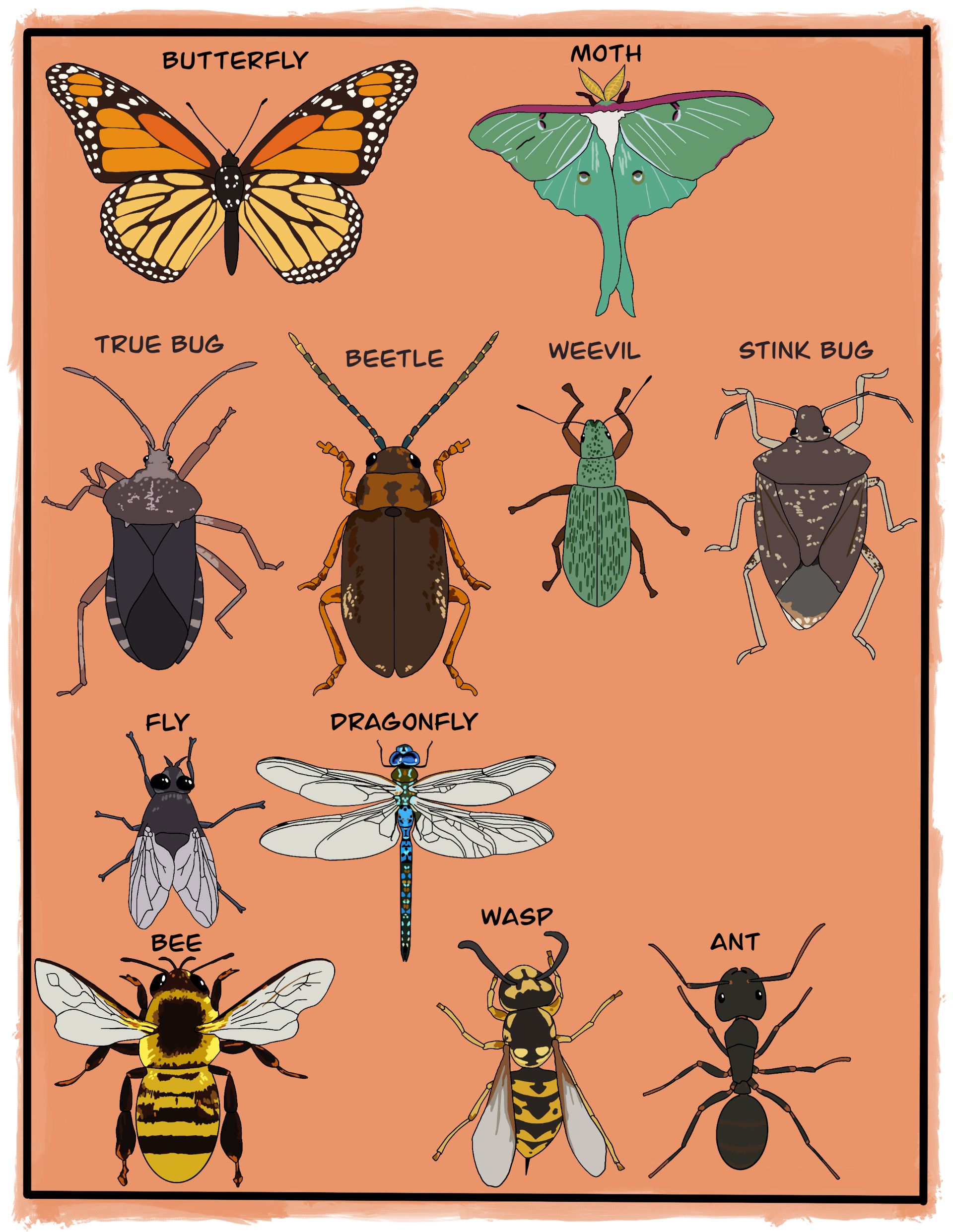 Types Of Insects Images Do Bugs Deserve More Respect The New York